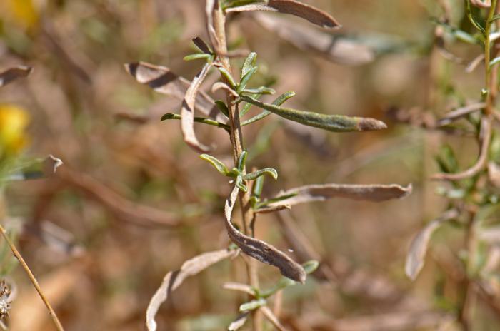 Alkali Goldenbush leaves are green to light gray green; older leaves become light gray or tan. Isocoma acradenia Alkali Goldenbush leaves are green to light gray green; older leaves become light gray or tan. Isocoma acradenia